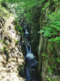 Scenic view of waterfall in forest