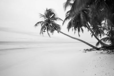 Palm trees on beach against sky