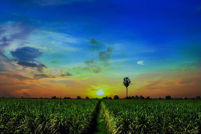 Scenic view of agricultural field against sky during sunset