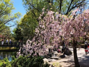 Cherry blossoms in park