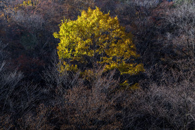 High angle view of plant growing in forest