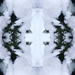 Close-up of snow covered trees