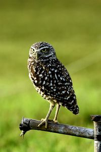 Close-up of bird perching on a tree