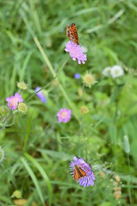 Close-up of butterfly on purple flower in field