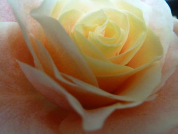 Close-up of rose