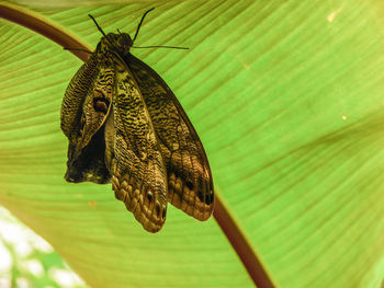 Close-up of butterfly on leaf