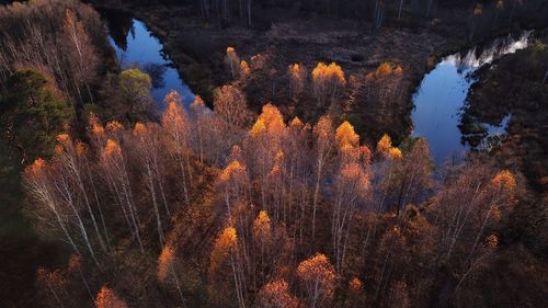 High angle view of autumn trees by river