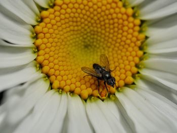 Full frame shot of bee collecting pollen from daisy flower