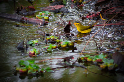 Close-up of ducks swimming in lake