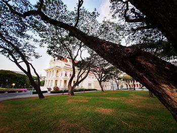 Trees in park with building in background