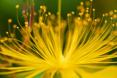 Close-up of yellow flowering plant