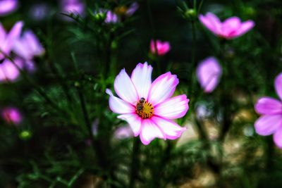 Close-up of osteospermum blooming outdoors