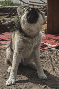 Close-up of dog looking away