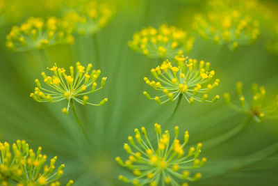 Close-up of yellow flowering plant