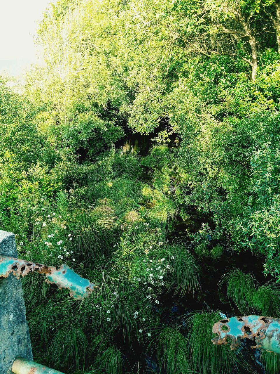 PLANTS GROWING IN FOREST