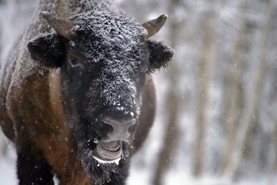 Close-up portrait of a horse