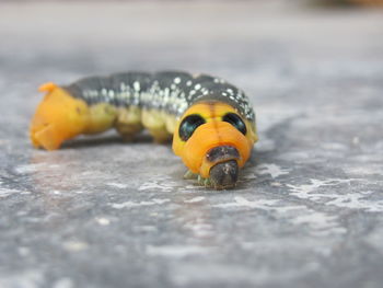 Close-up of caterpillar