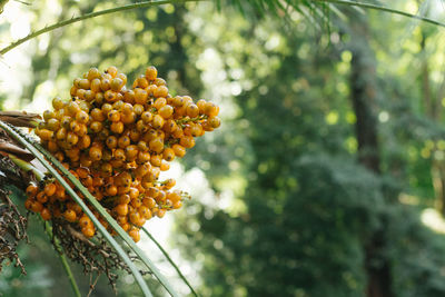 Low angle view of fruits growing on tree