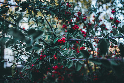 Close-up of berries growing on tree