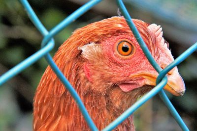 Close-up portrait of chicken seen through fence