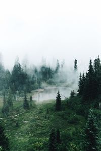 Trees in forest against sky during foggy weather