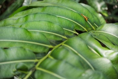 Close-up of green leaves