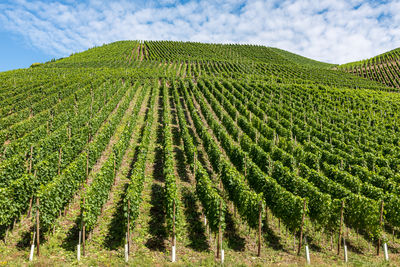 Scenic view of vineyard against sky