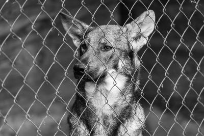 Close-up of an animal seen through chainlink fence