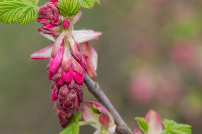 Close-up of pink flower buds