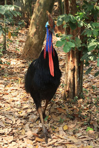 Close-up of a bird on a field