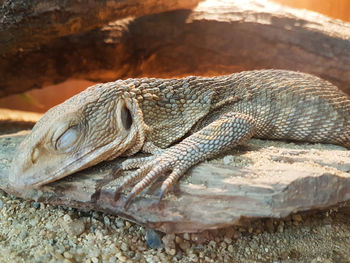 Close-up of lizard on rock