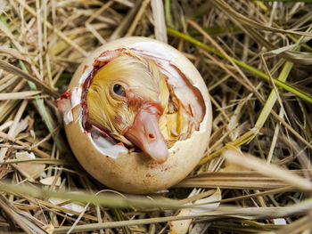 High angle view of turtle in grass