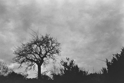 Low angle view of silhouette trees against sky