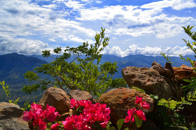 Flowers growing on rock against sky