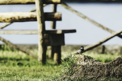 Close-up of bird perching on field