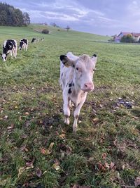 Cow standing in a field