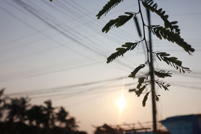 Low angle view of silhouette plants against sky during sunset