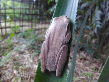 Close-up of a spider hanging on fence