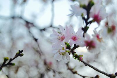 Close-up of white flowers blooming in park