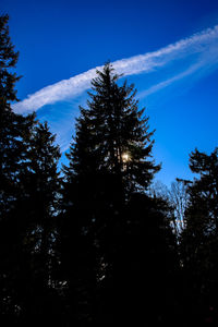 Low angle view of silhouette trees against sky during winter