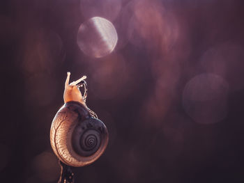 Close-up of snail