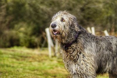 Close-up of dog