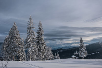 Pine trees on snow covered land against sky