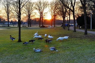 Flock of sheep on grass against sky