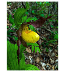 Close-up of yellow flower blooming outdoors