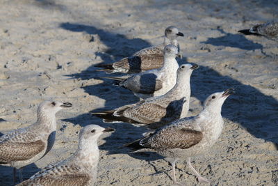 High angle view of seagulls on beach