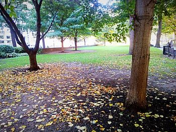 Sunlight falling on leaves in park