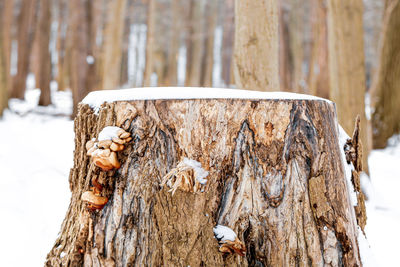 Close-up of tree trunk during winter