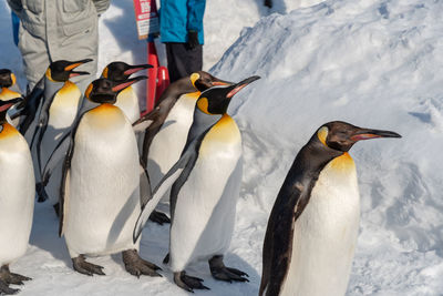 High angle view of penguins on snow covered land