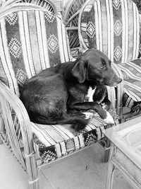 Dog resting on seat